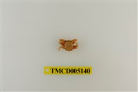 藏品(鋸額豆瓷蟹)的圖片